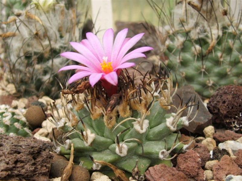 Turbinicarpus alonsoi 