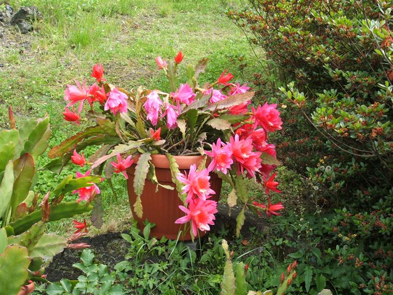 Epiphyllum  