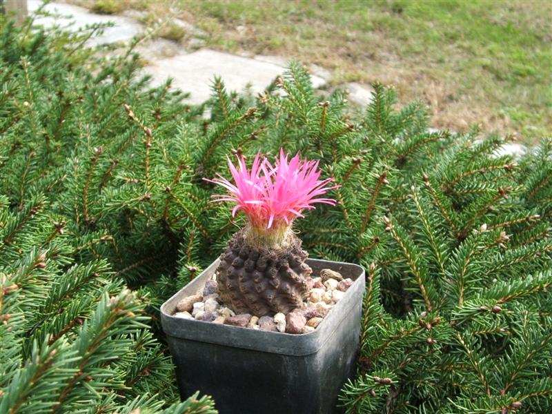  eriosyce crispa 