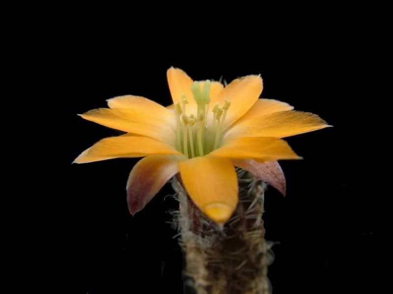 Rebutia pygmaea v. knizei R676A