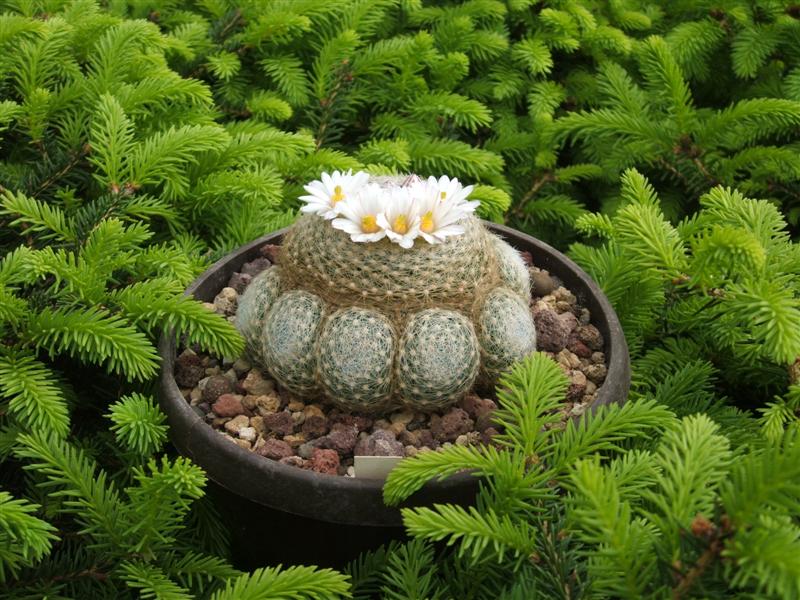 Mammillaria  