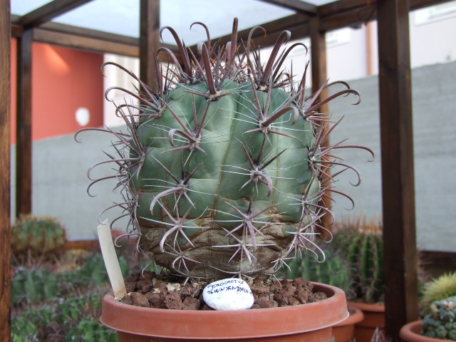 Ferocactus townsendianus 