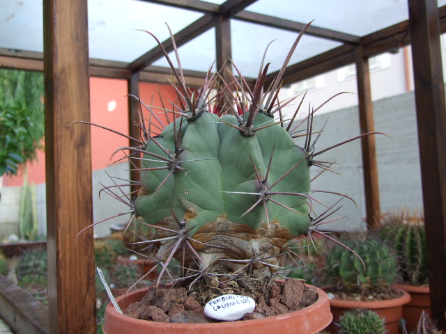 Ferocactus californicus 