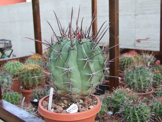 Ferocactus californicus 