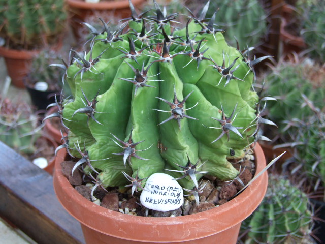 Ferocactus horridus f. brevispinus 