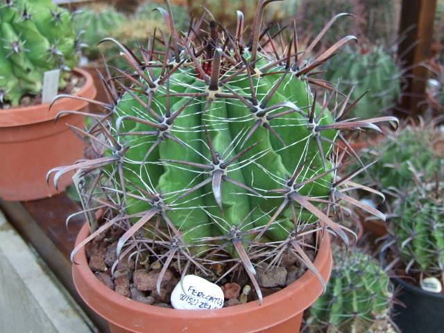 Ferocactus wislizeni 