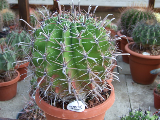 Ferocactus herrerae 