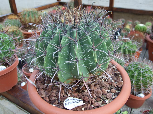 Ferocactus wislizeni 