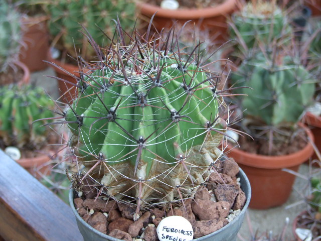 Ferocactus sp. 