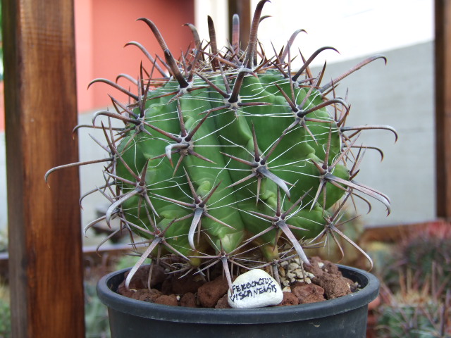 Ferocactus peninsulae v. viscainensis 