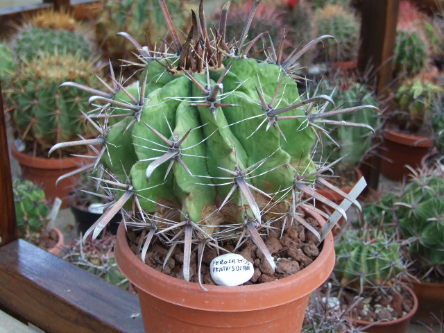 Ferocactus peninsulae 