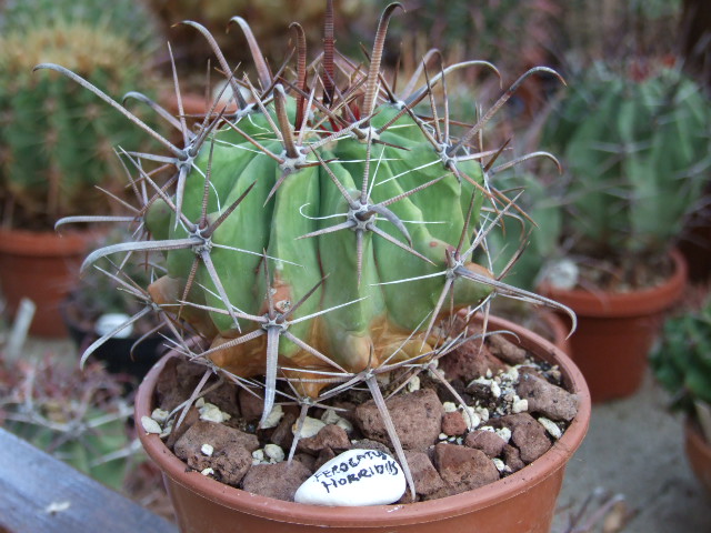 Ferocactus horridus 