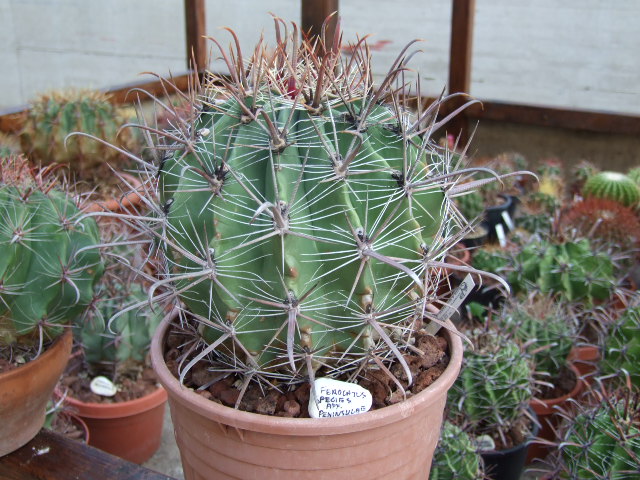 Ferocactus sp. 