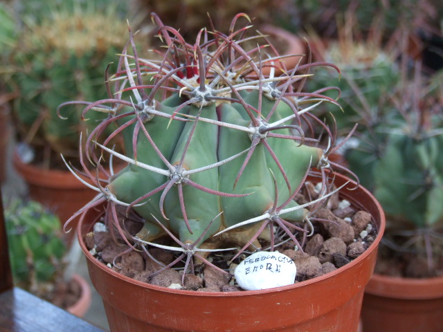 Ferocactus emoryi 