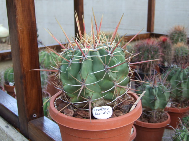 Ferocactus emoryi v. rectispinus 