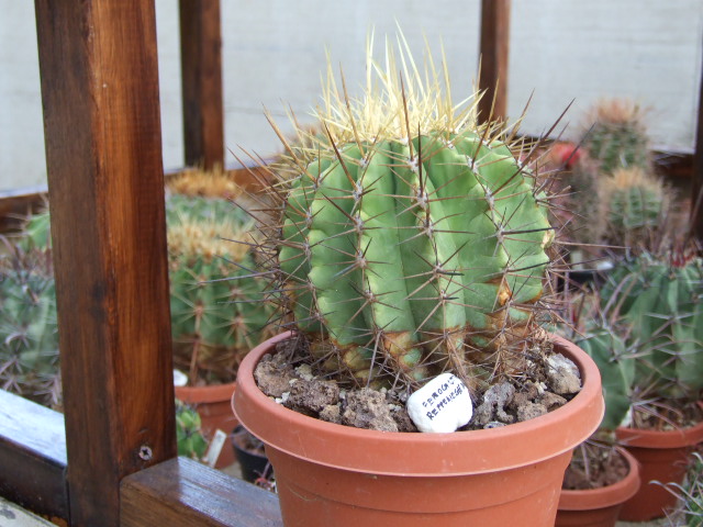 Ferocactus reppenhagenii 