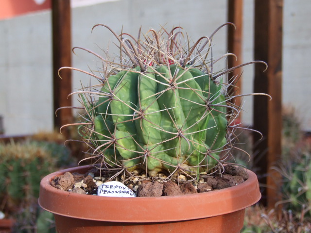 Ferocactus peninsulae 