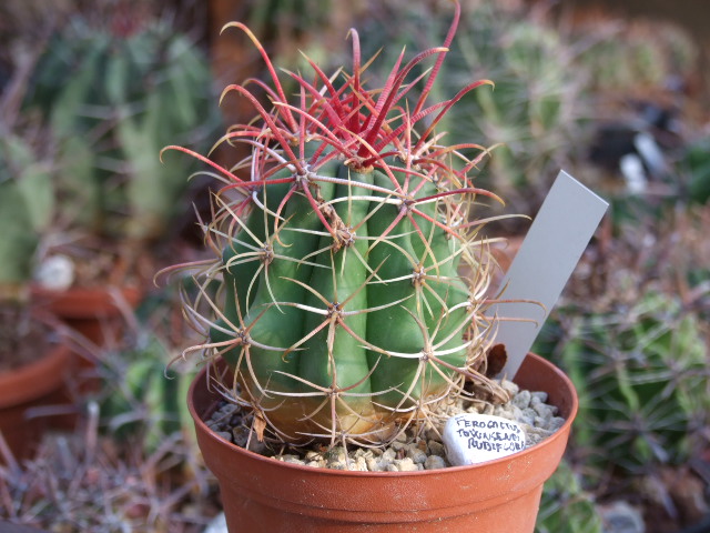 Ferocactus townsendianus 