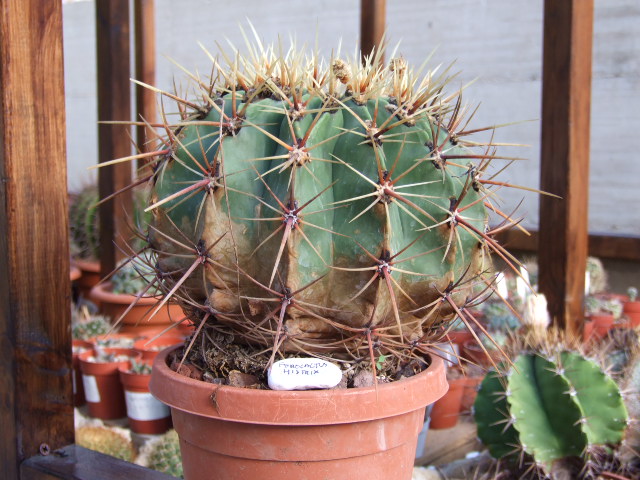 Ferocactus histrix 