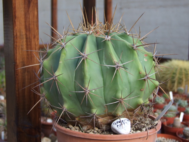 Ferocactus pottsii 