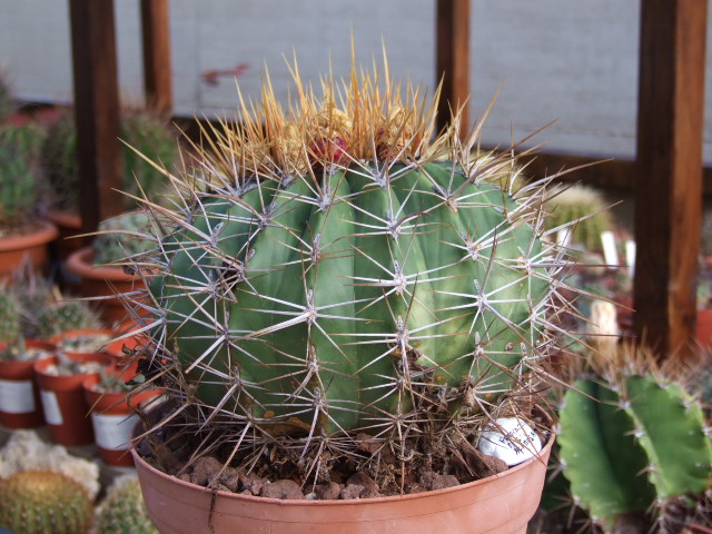 Ferocactus alamosanus 