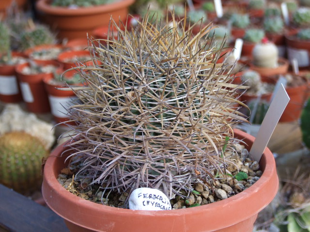 Ferocactus chrysacanthus 