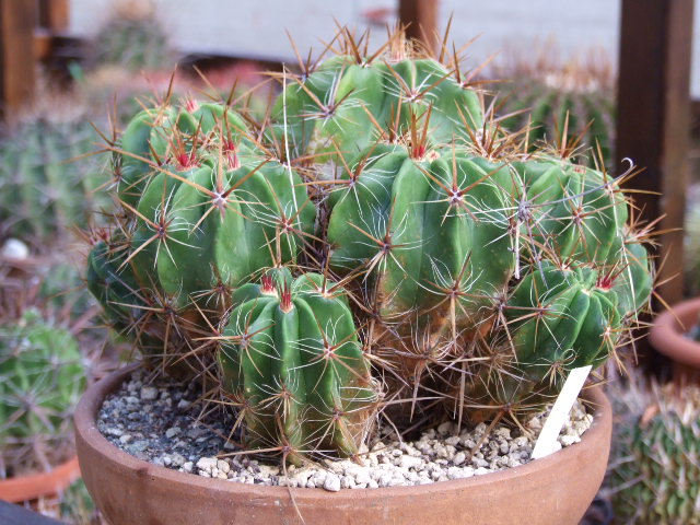 Ferocactus robustus 