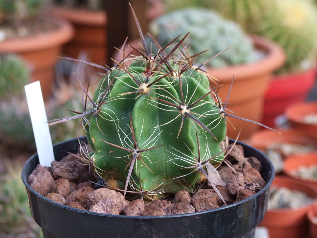 Ferocactus robustus 