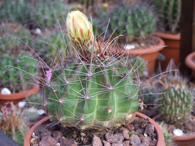 Ferocactus hamatacanthus 