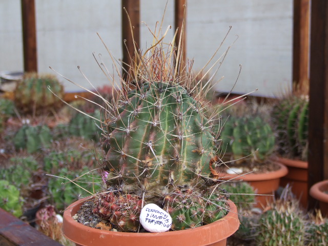 Ferocactus sinuatus v. papyracanthus 