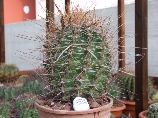 Ferocactus hamatacanthus v. sinuatus 