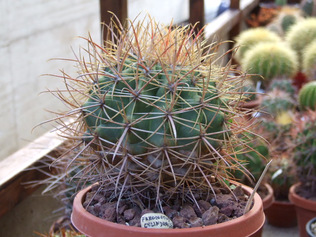 Ferocactus cylindraceus 