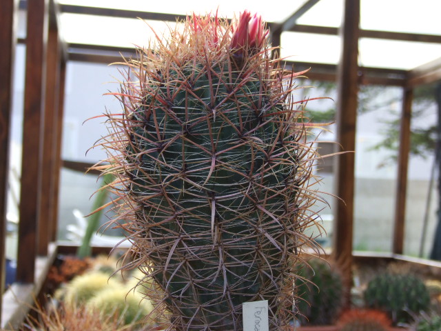 Ferocactus acanthodes 