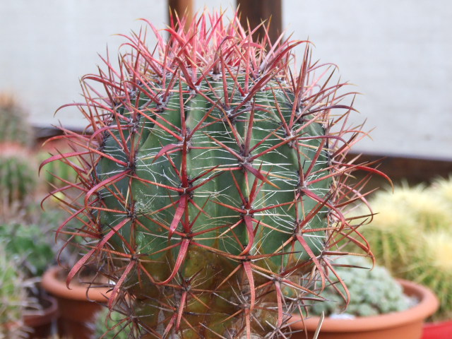 Ferocactus gracilis ssp. coloratus 