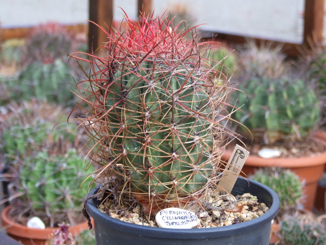 Ferocactus cylindraceus v. tortulispinus 