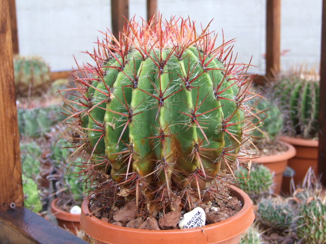 Ferocactus stainesii v. pilosus 