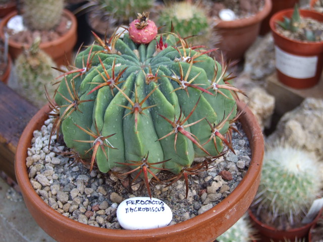 Ferocactus macrodiscus 