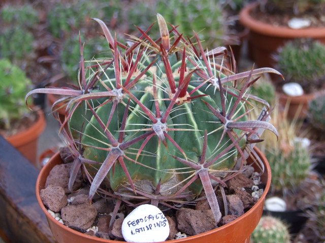 Ferocactus latispinus 