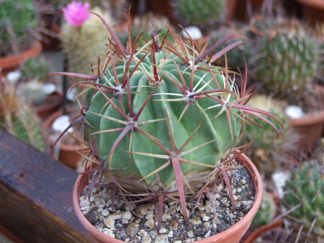 ferocactus latispinus v. tortulispinus