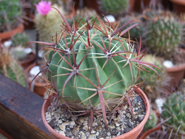 Ferocactus latispinus v. tortulispinus 