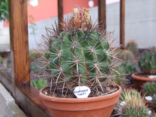 Ferocactus fordii 