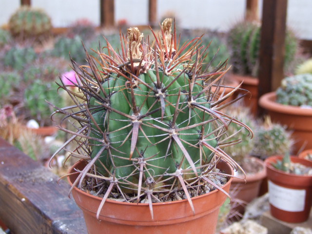 Ferocactus fordii 