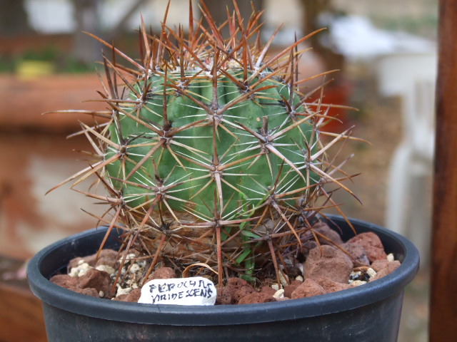 Ferocactus viridescens 