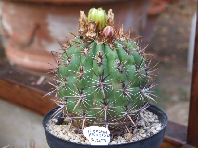 Ferocactus viridescens v. orcuttii 