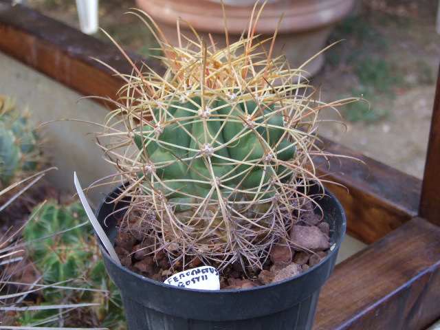 ferocactus rostii