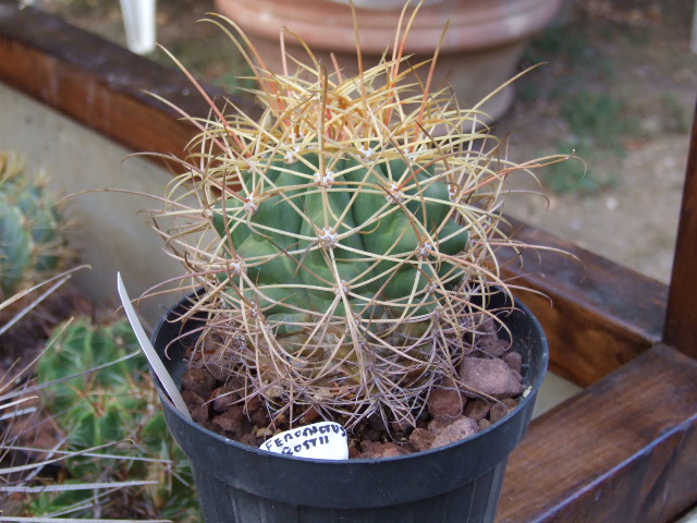 Ferocactus rostii 