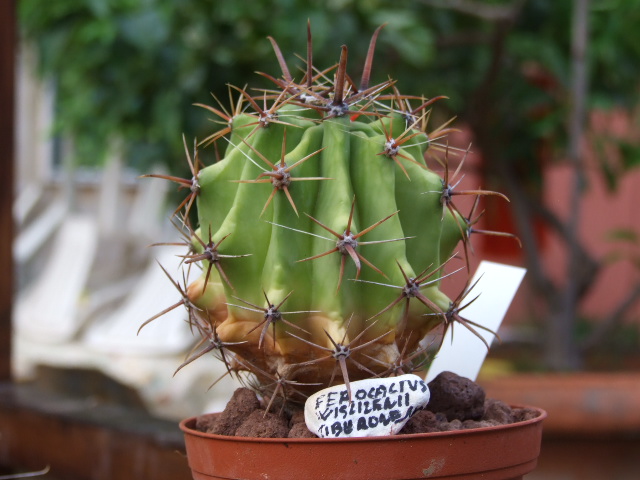 Ferocactus wislizeni ssp. tiburonensis 