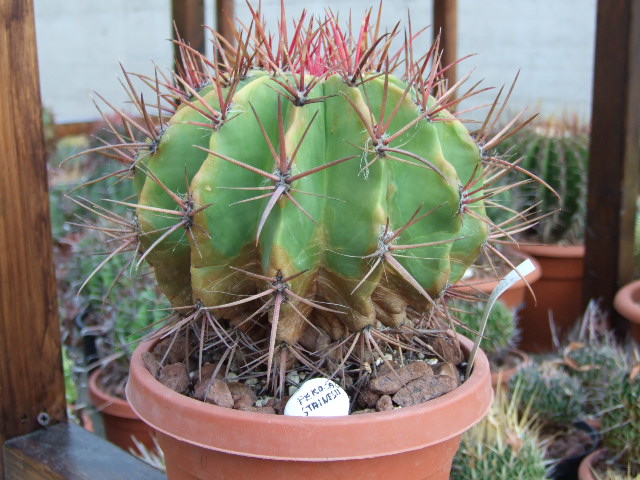 Ferocactus stainesii 