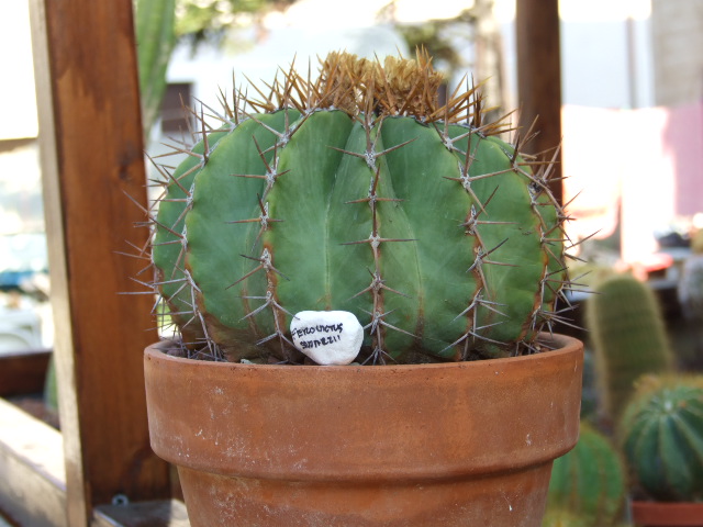 Ferocactus schwarzii 