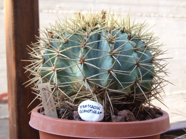 Ferocactus glaucescens 